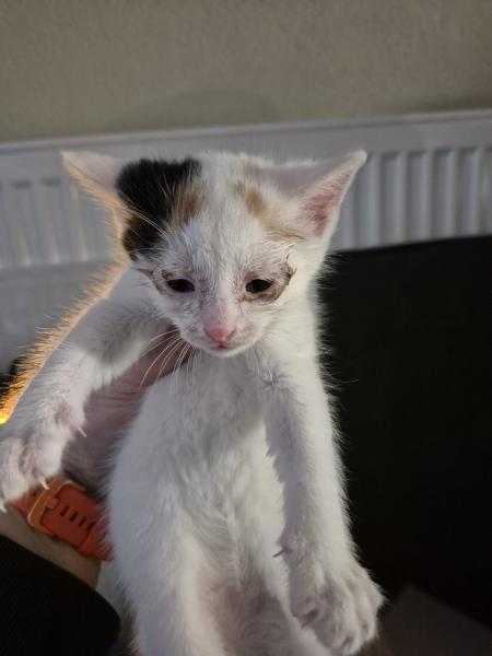 Europäische Hauskatze