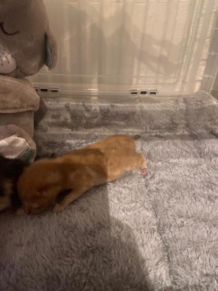 Europäische Hauskatze