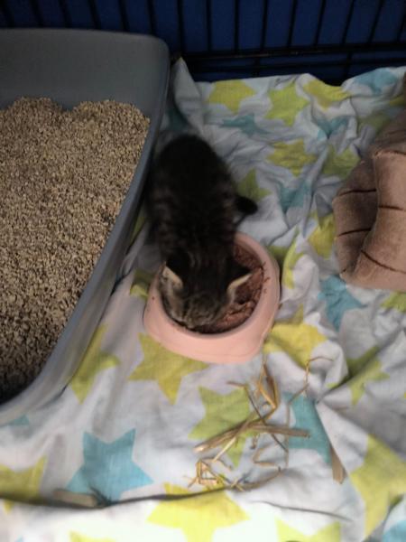 Europäische Hauskatze
