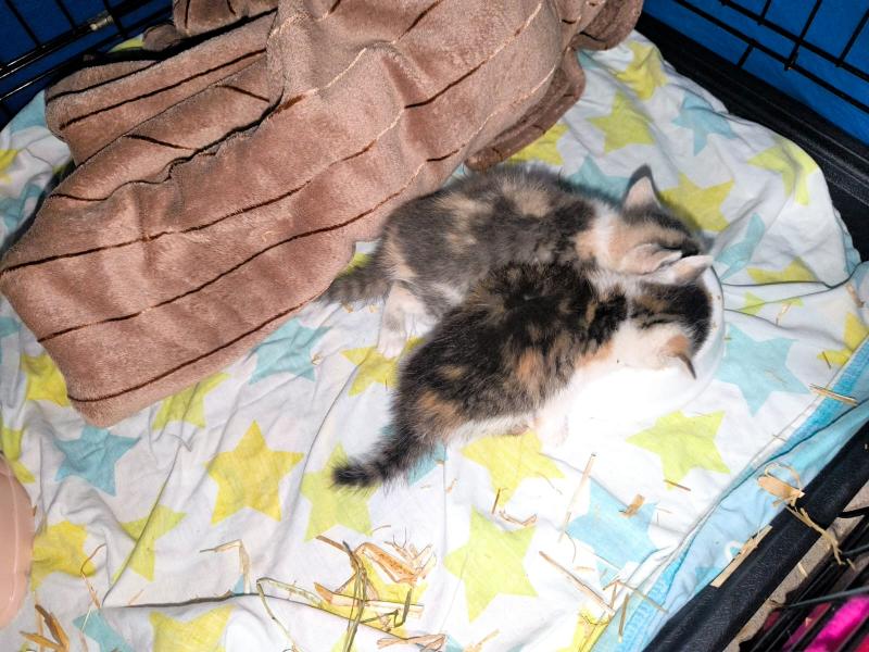 Europäische Hauskatze