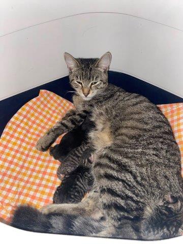 Europäische Hauskatze