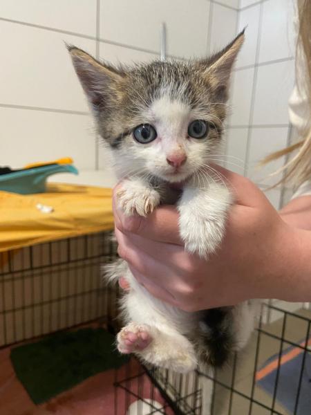 Europäische Hauskatze