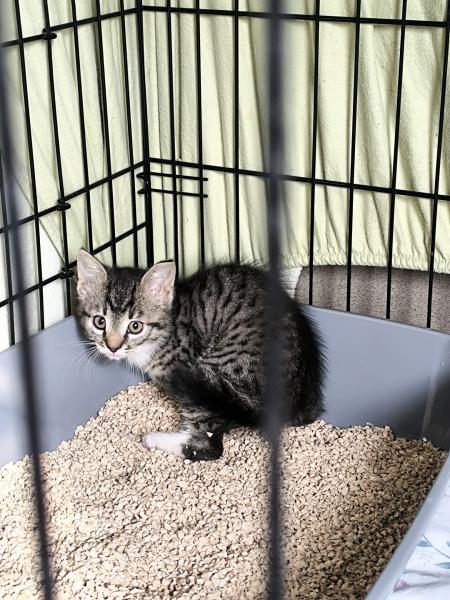 Europäische Hauskatze