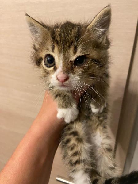 Europäische Hauskatze
