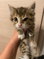 Fundtier Tier-ID 36656