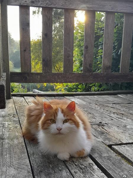 Langhaarkatze-Mischling