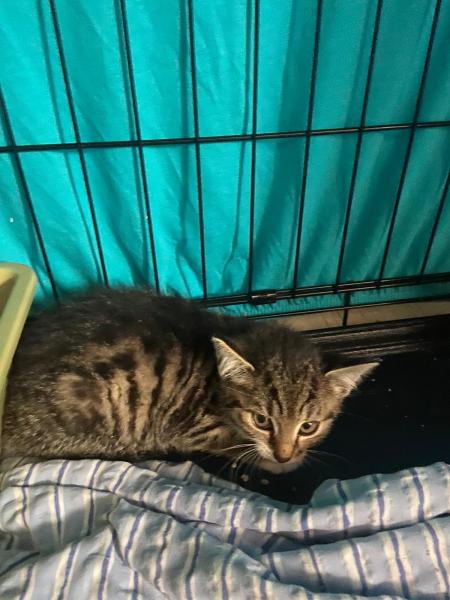 Europäische Hauskatze