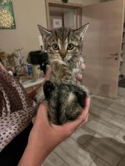 Fundtier Tier-ID 36676