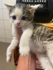 Fundtier Tier-ID 36572