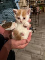 Fundtier Tier-ID 36643