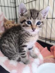 Fundtier Tier-ID 36633