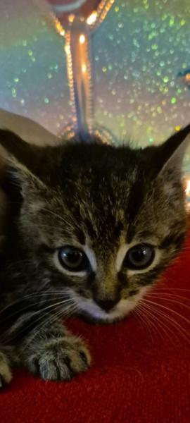 Europäische Hauskatze
