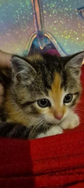 Europäische Hauskatze