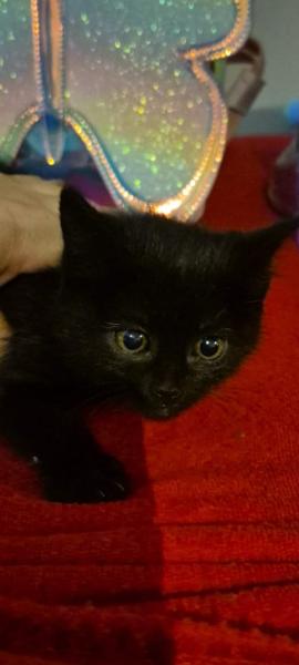 Europäische Hauskatze