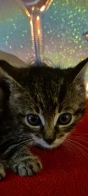Fundtier Tier-ID 37796