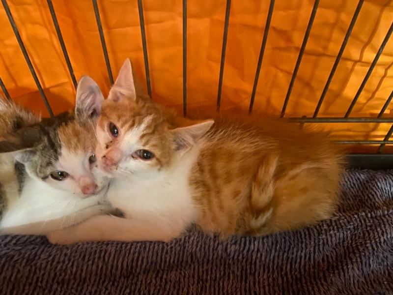 Europäische Hauskatze