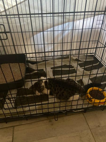 Europäische Hauskatze
