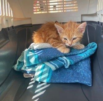 Europäische Hauskatze
