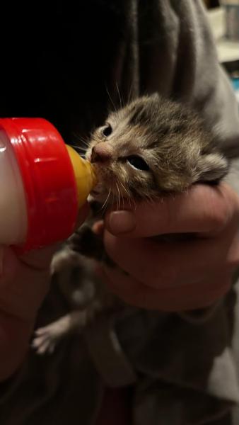 Europäische Hauskatze