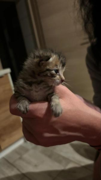 Europäische Hauskatze