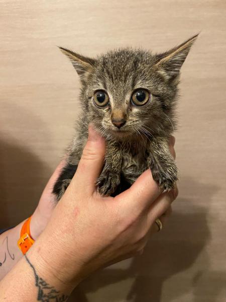 Europäische Hauskatze