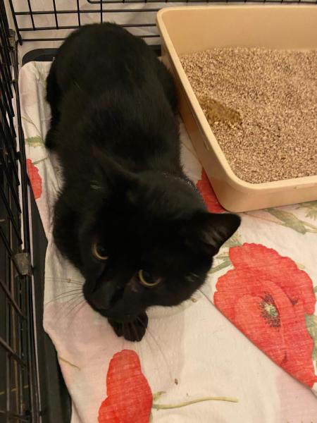 Europäische Hauskatze