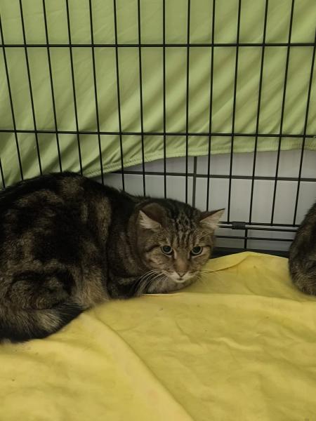 Europäische Hauskatze