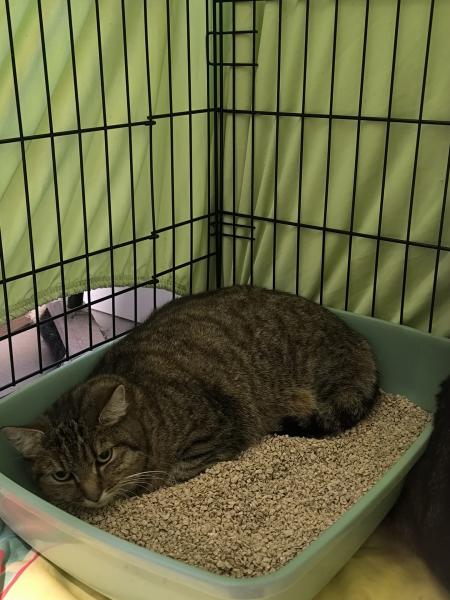 Europäische Hauskatze