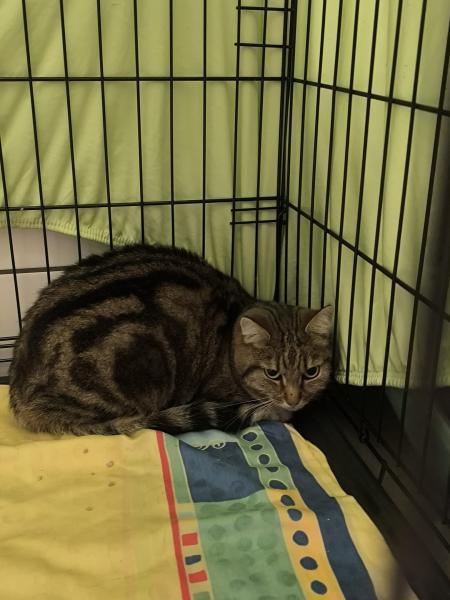 Europäische Hauskatze