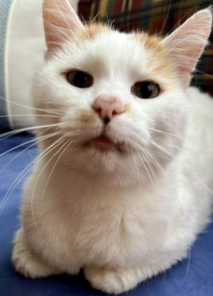 Europäische Hauskatze