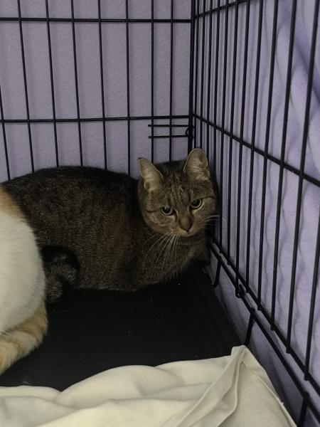 Europäische Hauskatze