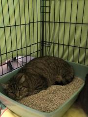 Fundtier Tier-ID 38576