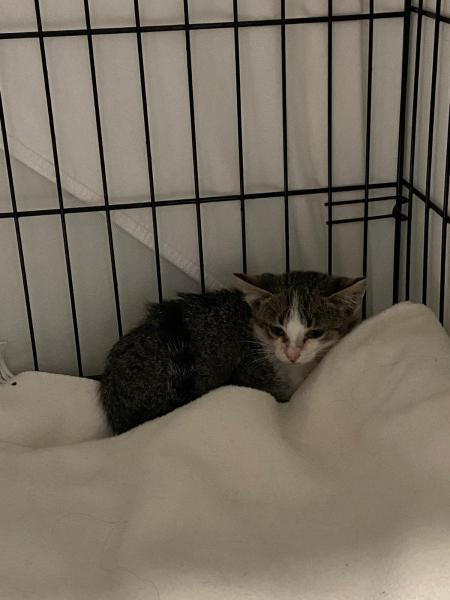 Europäische Hauskatze