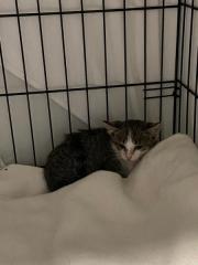 Fundtier Tier-ID 38609