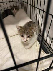 Fundtier Tier-ID 38608