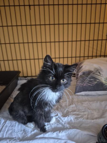 Europäische Hauskatze