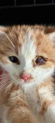 Fundtier Tier-ID 38611