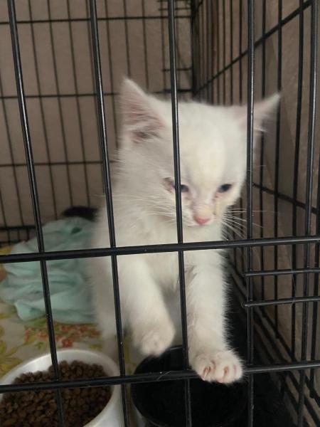 Europäische Hauskatze