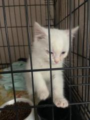 Fundtier Tier-ID 38610