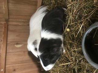 Meerschweinchen
