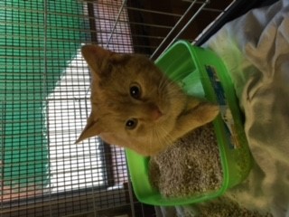 Europäische Hauskatze