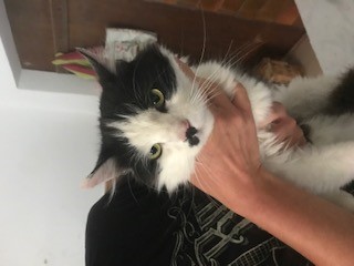 Maine Coon-Mischling