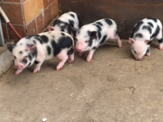 Fundtier Tier-ID 20814