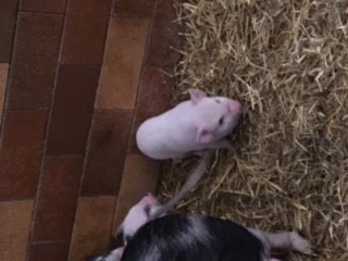 Fundtier Tier-ID 20815