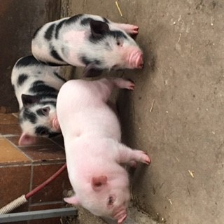 Fundtier Tier-ID 20816