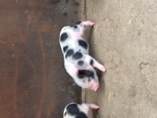 Fundtier Tier-ID 20817